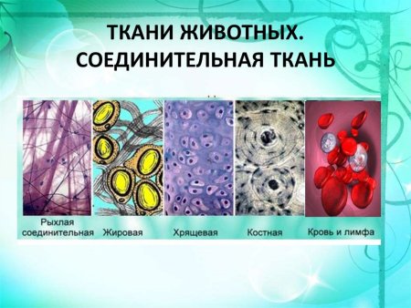 Строение соединительной ткани животных 7 класс
