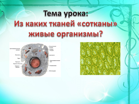 Клетки и ткани животных