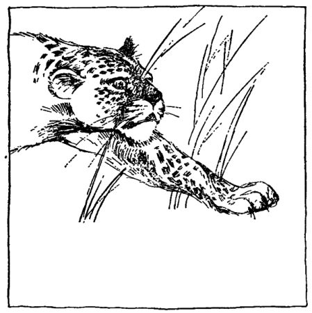 Зарисовки из жизни животных