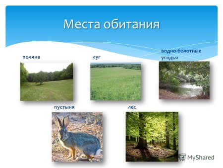 Мостообитания животных