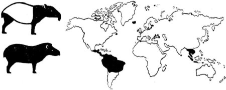 Животные и континенты на которых они обитают