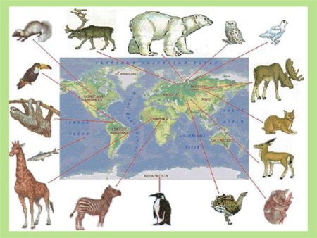Тапир ареал обитания