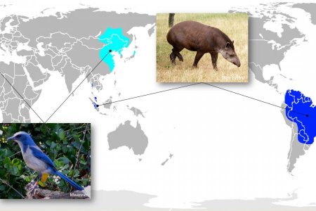 Животный мир Африки карта