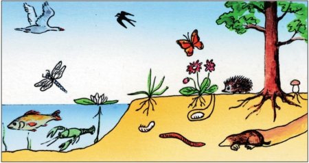 Животные разных сред жизни