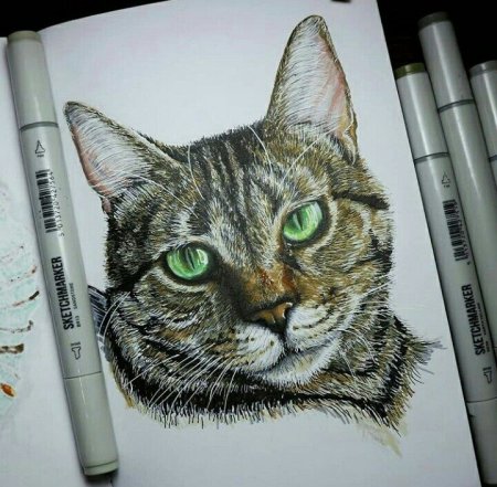 Кот маркерами