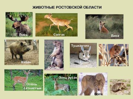 Животный мир Ростовской области