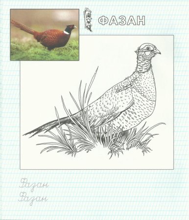 Птицы из красной книги раскраска