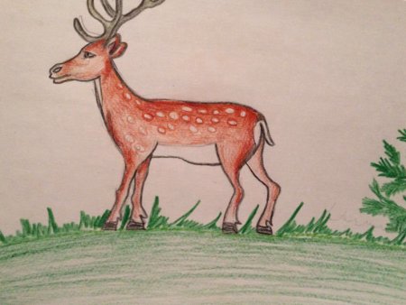 Уссурийский пятнистый олень рисунок