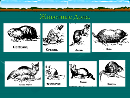 Животные реки Дон