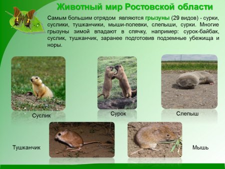 Животные степи Ростовской области