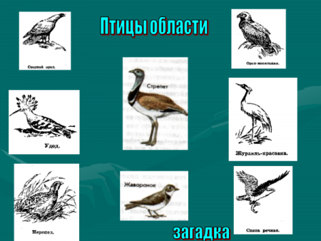 Животные и птицы Ростовской области