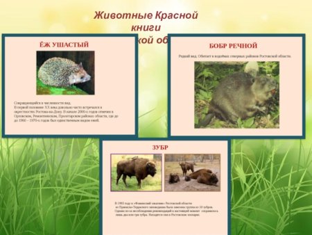 Животные которые занесены в красную книгу Ростовской области