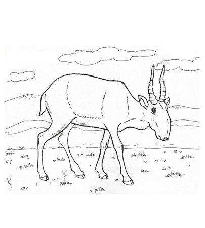 Сайгак раскраска для детей