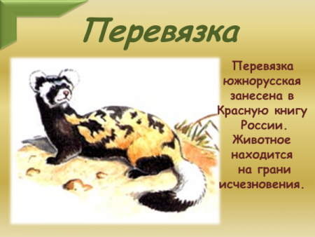 Презентация перевязка животное