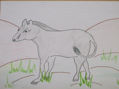 Животные красной книги рисунки