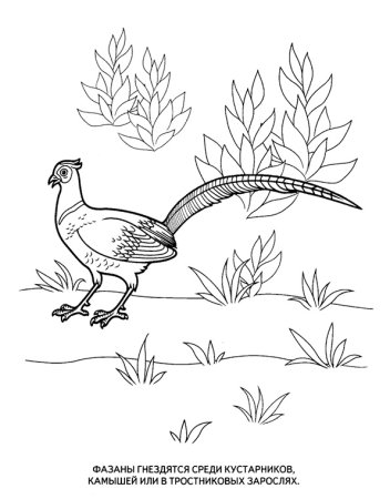 Раскраски для детей животные и птицы