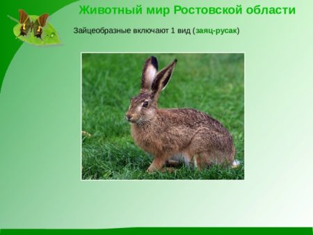 Животные Оренбургской области