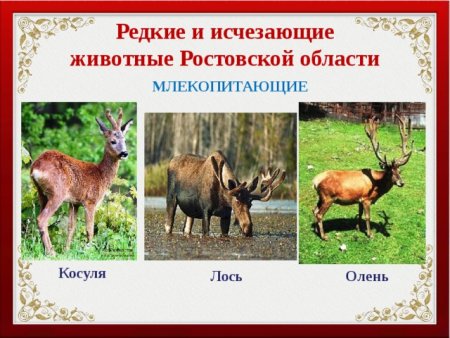 Животные Ростовской области