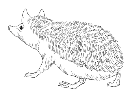 Ушастый ёж раскраска