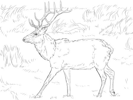 Северный олень раскраска