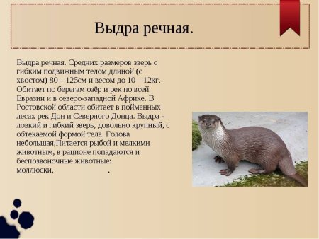 Речная выдра красная книга Новосибирской области