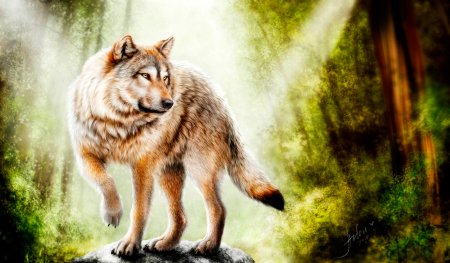 Волк обои