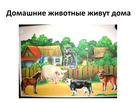 Экология животных