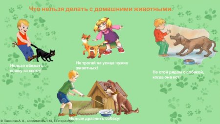Нельзя дразнить собак