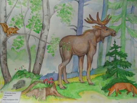Животные из красной книги рисунки