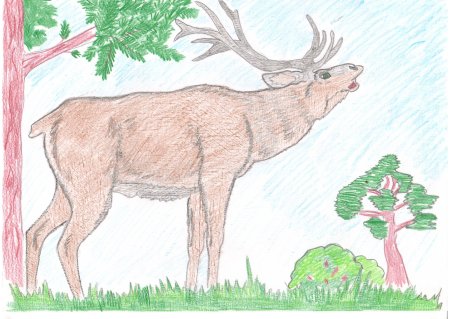 Рисунки животных красной книги