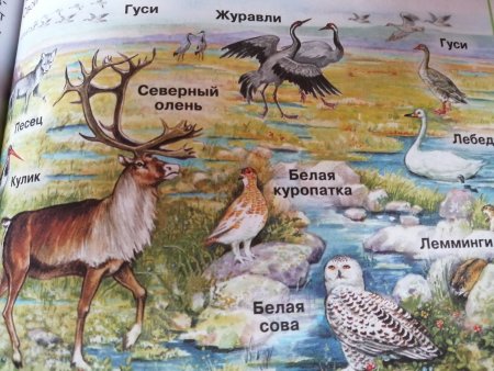 Животные тундры для детей