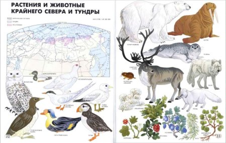 Растения и животные крайнего севера и тундры