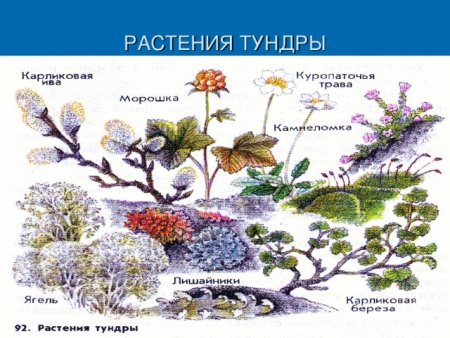 Растения севера для детей