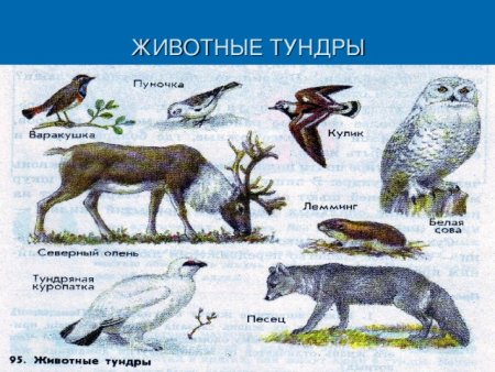 Природная зона тундра животные и растения