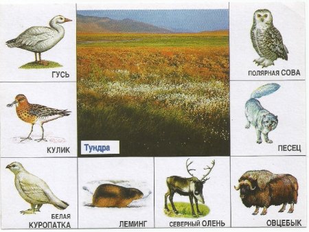 Природные зоны для дошкольников