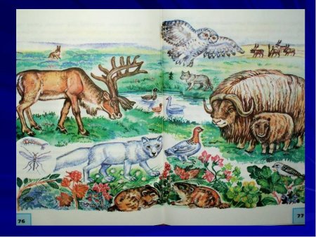 Рисунок природной зоны