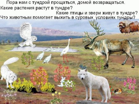 Тундра и ее обитатели