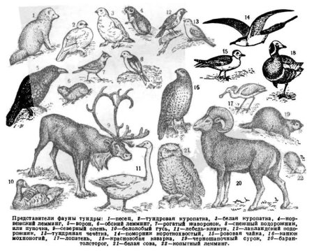Представители фауны тундры