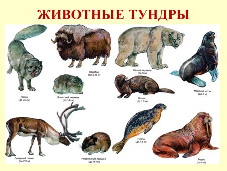 Растительный мир тундры для дошкольников