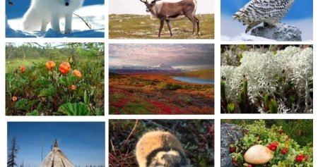 Флора и фауна тундры