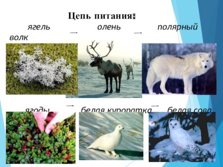 Животные тундры раскраска для детей