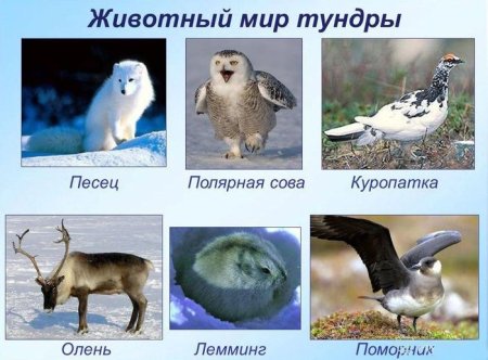 Раскраски животные и птицы севера