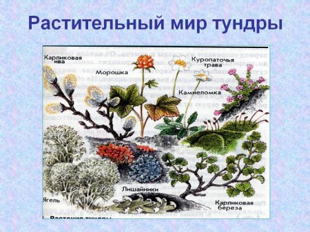 Обитатели природной зоны тундра