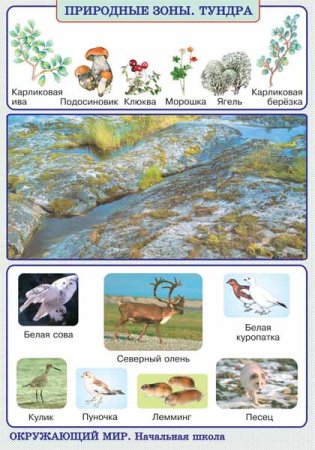 Природная зона тундра животный мир