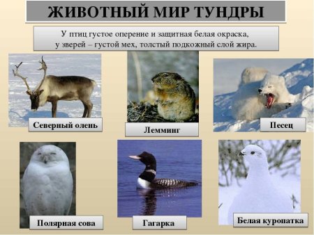 Обитатели природных зон