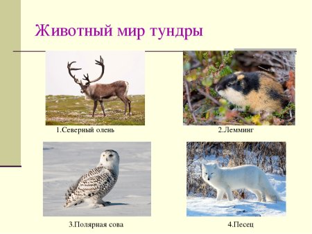 Раскраски животных Арктики
