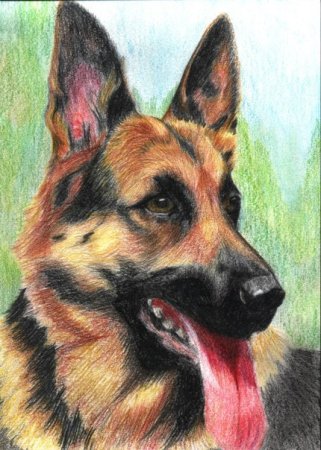 Моё любимое животное рисунок