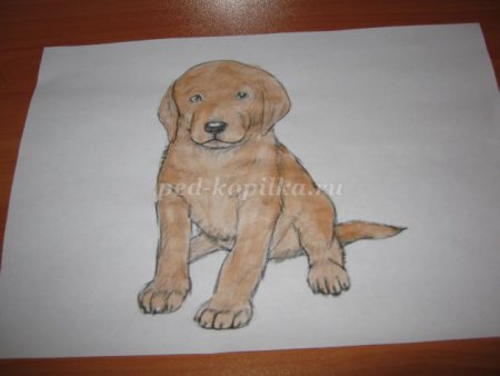 Рисунок на тему домашний питомец собака