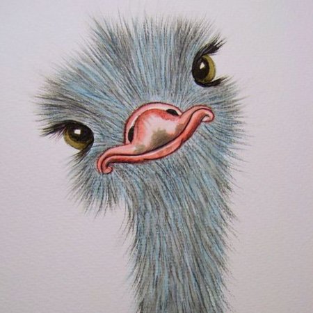 Страус рисунок