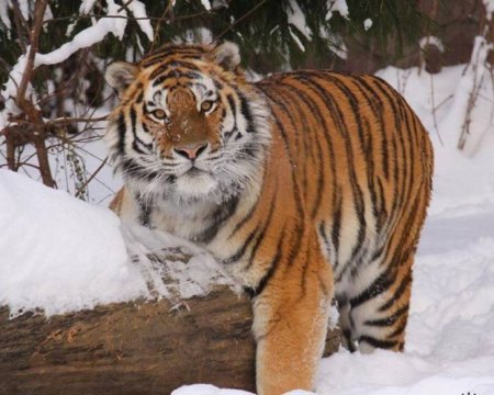 Амурский тигр Хабаровский край